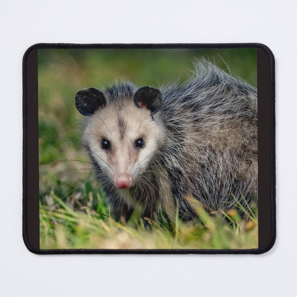 Item preview, Opossum designed and sold by Shannon Emmel .