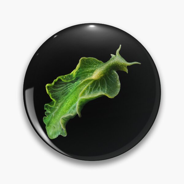 Item preview, In the deep ocean, an emerald-green Elysia chlorotica sea slug with translucent, leaflike parapodia glides gracefully, its body sustained by photosynthesis from stolen algal chloroplasts. designed and sold by mirrorimages.