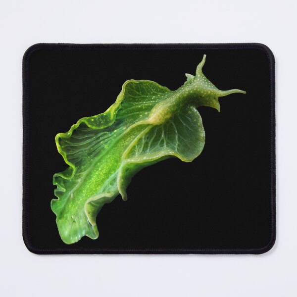 Item preview, In the deep ocean, an emerald-green Elysia chlorotica sea slug with translucent, leaflike parapodia glides gracefully, its body sustained by photosynthesis from stolen algal chloroplasts. designed and sold by mirrorimages.