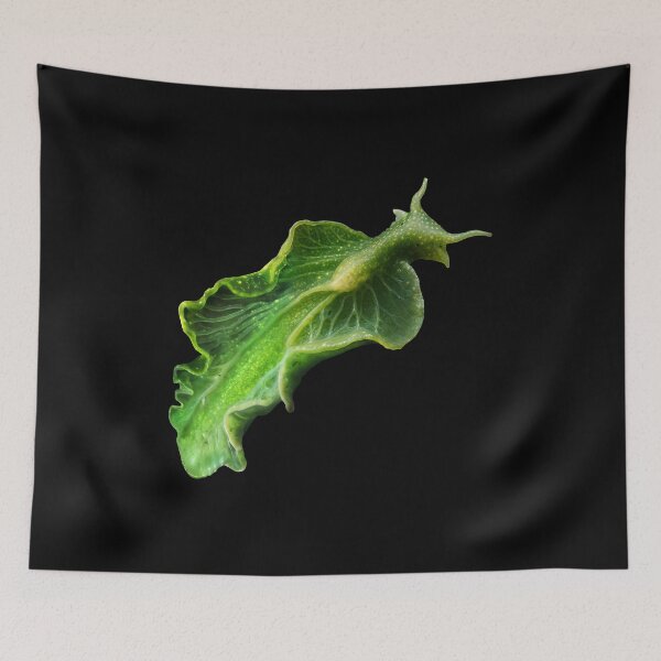 Item preview, In the deep ocean, an emerald-green Elysia chlorotica sea slug with translucent, leaflike parapodia glides gracefully, its body sustained by photosynthesis from stolen algal chloroplasts. designed and sold by mirrorimages.