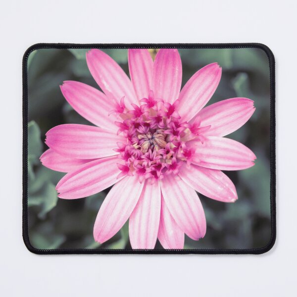 Item preview, Osteospermum Margarita designed and sold by Tanya C Smith.