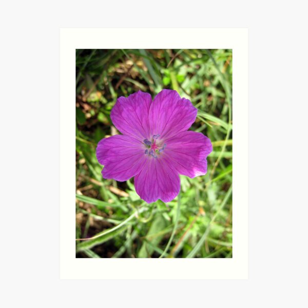 Bloody Cranesbill Art Print