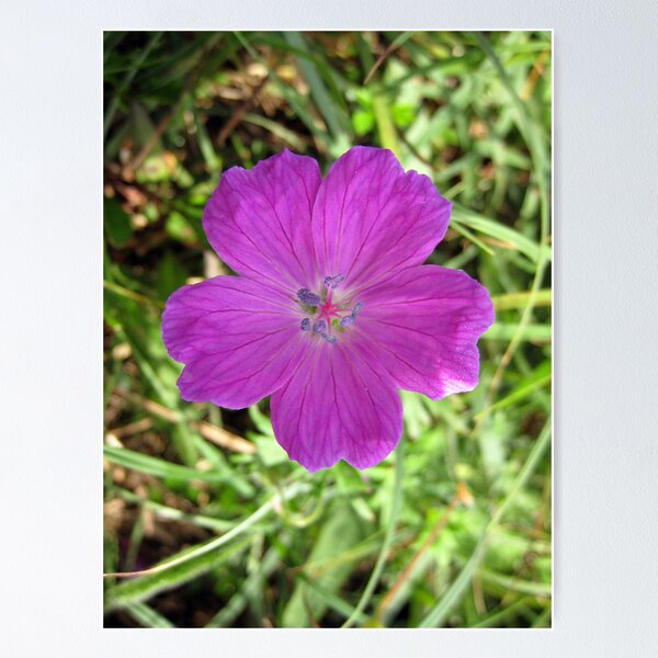 Item preview, Bloody Cranesbill designed and sold by John Quinn.