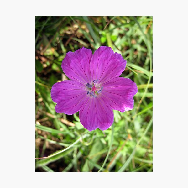 Item preview, Bloody Cranesbill designed and sold by John Quinn.