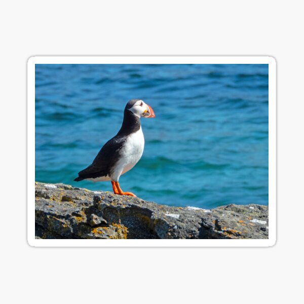Item preview, Lone puffin in Iceland designed and sold by HazelWright.