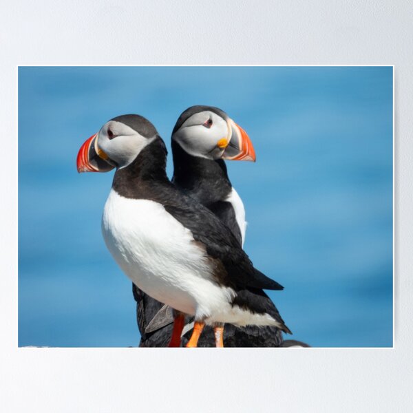Item preview, A pair of puffins designed and sold by HazelWright.
