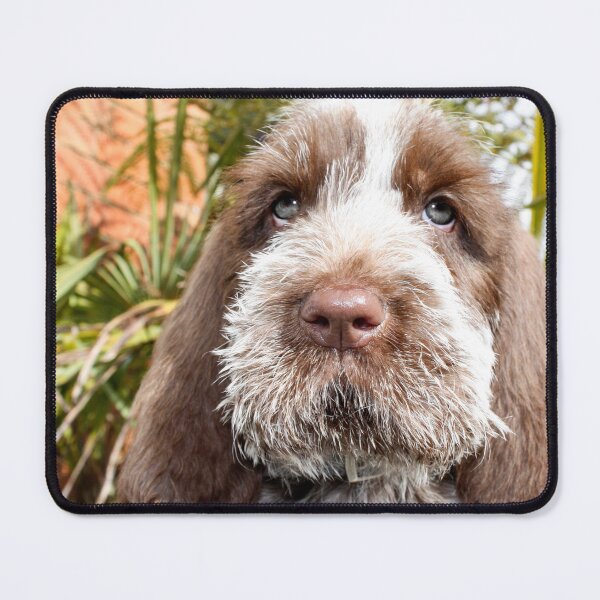 Item preview, Adorable Brown Roan Italian Spinone Puppy – Gentle Gaze by heidiannemorris © designed and sold by FOLK ART FUSION by heidiannemorris.
