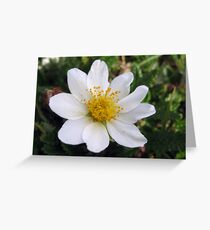 Mountain Avens Greeting Card