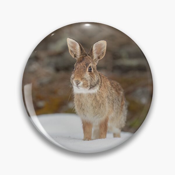 Item preview, Eastern Cottontail rabbit designed and sold by James Cumming.
