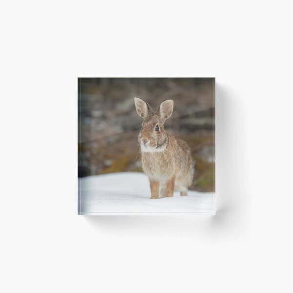 Item preview, Eastern Cottontail rabbit designed and sold by James Cumming.