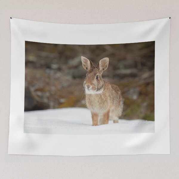 Item preview, Eastern Cottontail rabbit designed and sold by James Cumming.