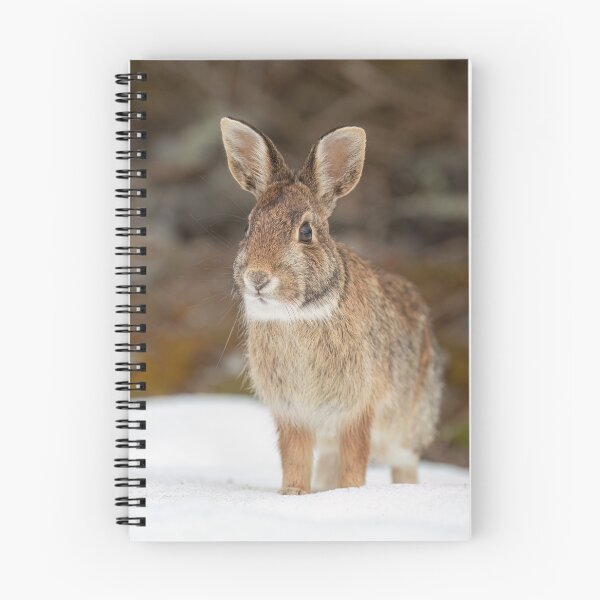 Item preview, Eastern Cottontail rabbit designed and sold by James Cumming.