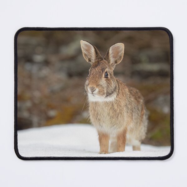 Item preview, Eastern Cottontail rabbit designed and sold by James Cumming.