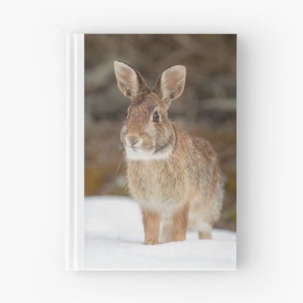 Item preview, Eastern Cottontail rabbit designed and sold by James Cumming.