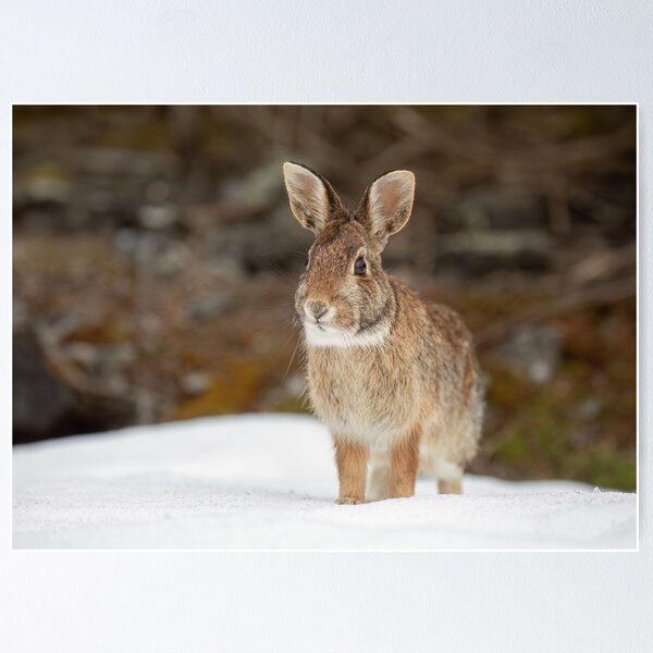 Item preview, Eastern Cottontail rabbit designed and sold by James Cumming.