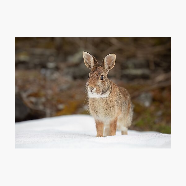 Item preview, Eastern Cottontail rabbit designed and sold by James Cumming.