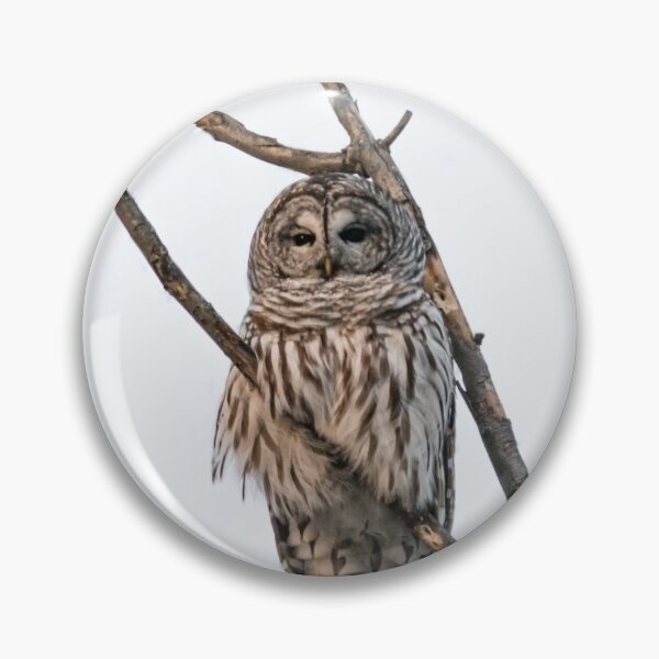 Item preview, Perched Barred Owl - Strix Varia designed and sold by Roxane Bay.