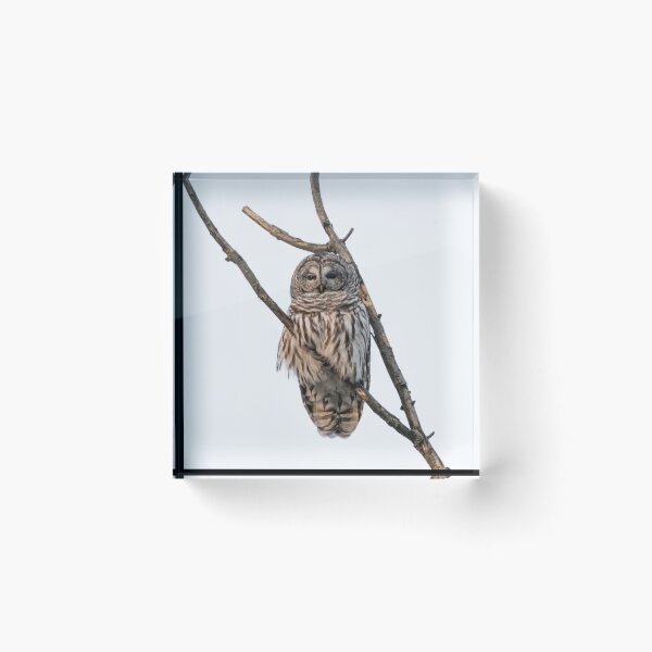 Item preview, Perched Barred Owl - Strix Varia designed and sold by Roxane Bay.