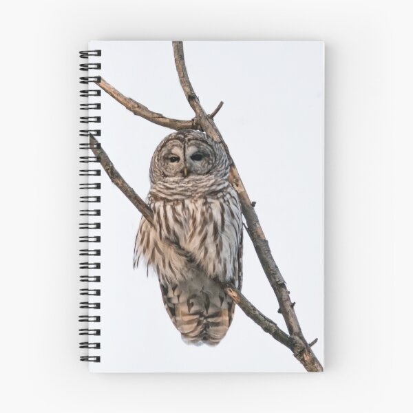 Item preview, Perched Barred Owl - Strix Varia designed and sold by Roxane Bay.