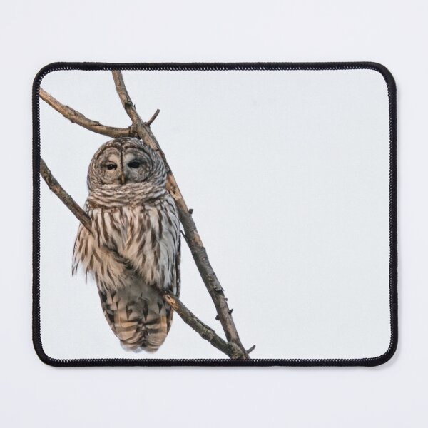 Item preview, Perched Barred Owl - Strix Varia designed and sold by Roxane Bay.