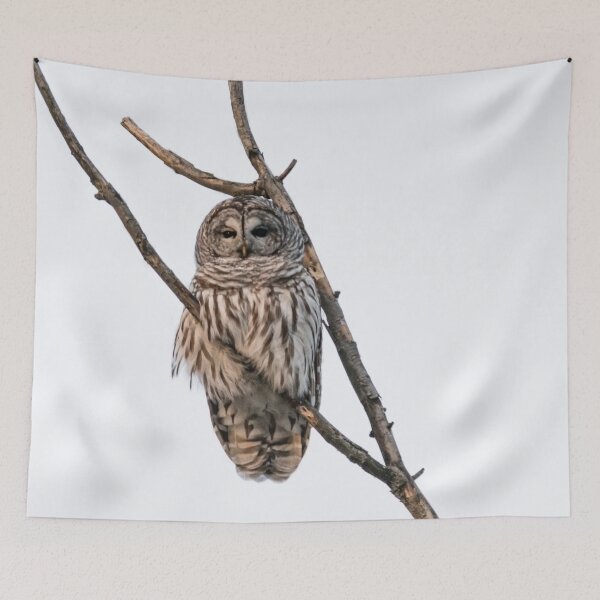 Item preview, Perched Barred Owl - Strix Varia designed and sold by Roxane Bay.