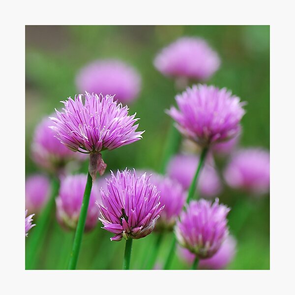 Item preview, Chives! designed and sold by woolcos.