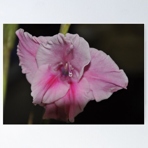 Item preview, Pink Lady designed and sold by Karl F Davis.