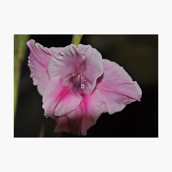 Item preview, Pink Lady designed and sold by Karl F Davis.