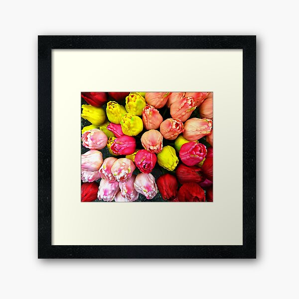 Amsterdam Tulips Framed Art Print