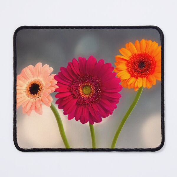 Item preview, Trio of Gerberas designed and sold by JeanKellyPhoto.