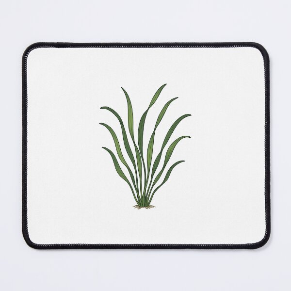 Item preview, Vallisneria Eelgrass Illustration – Flowing Freshwater Plant Botanical Art designed and sold by Vendeloc.