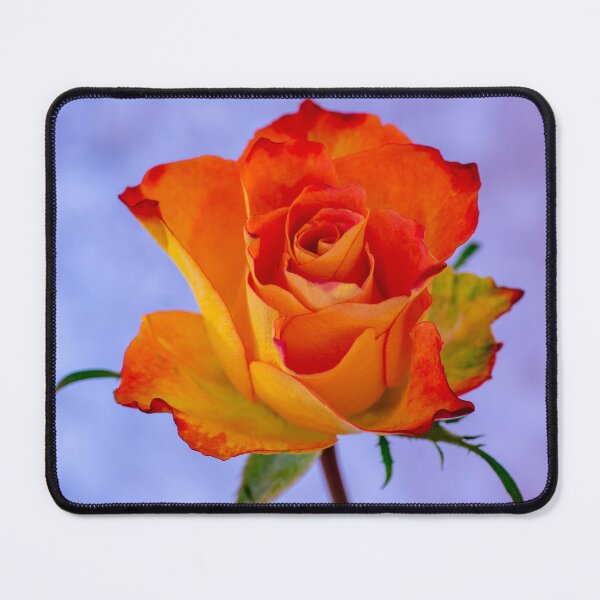 Item preview, Single Orange and Yellow Rose designed and sold by JeanKellyPhoto.