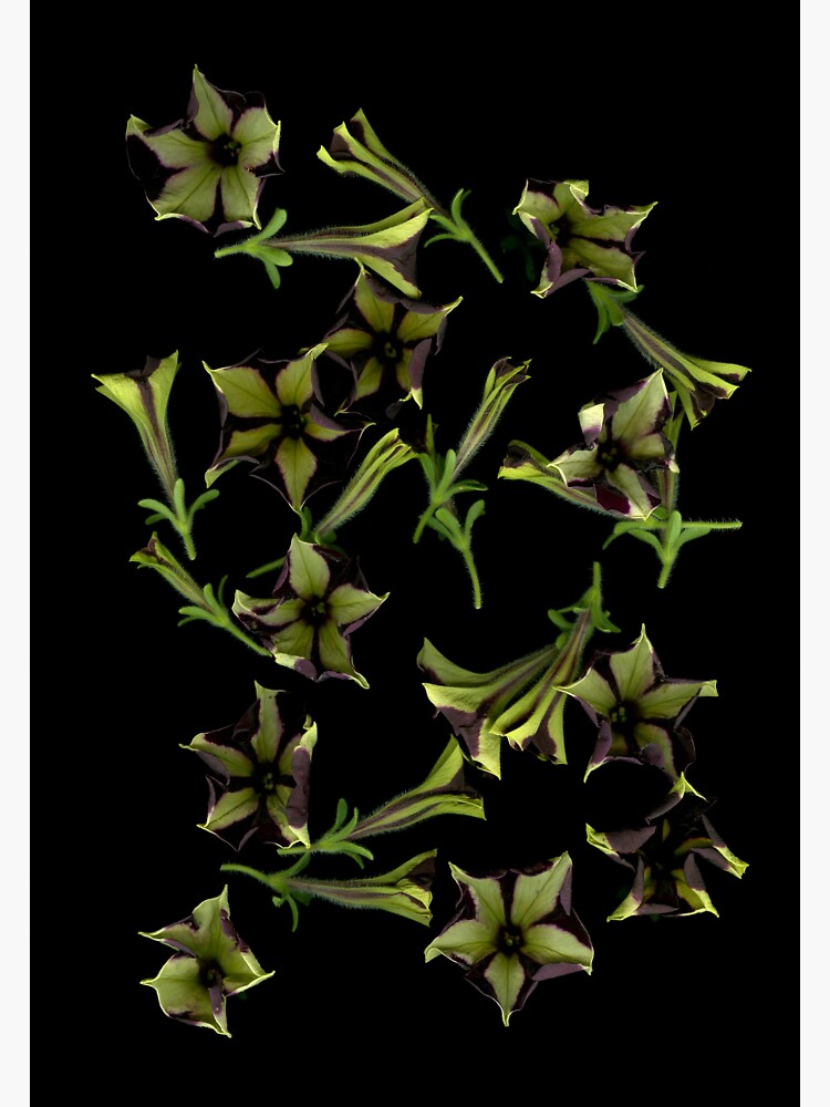 Thumbnail 3 of 3, Sticker, Petunia Motion Dark Floral designed and sold by LindasPhotoArt.