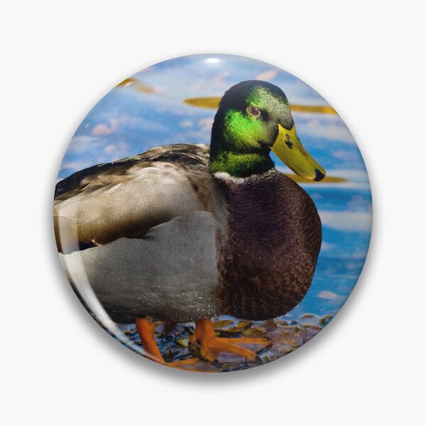 Item preview, Mallard Duck designed and sold by JeanKellyPhoto.