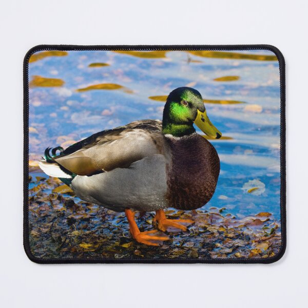Item preview, Mallard Duck designed and sold by JeanKellyPhoto.