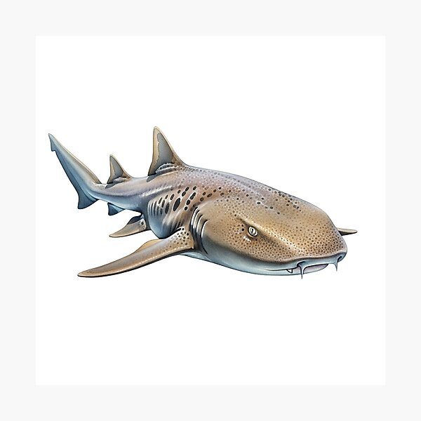Item preview, Nurse Shark designed and sold by 4rtistcDrift.