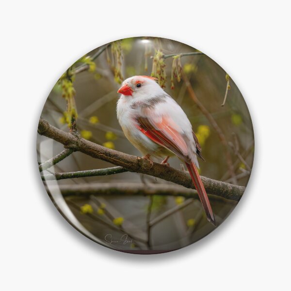 Item preview, Leucistic Cardinal  designed and sold by Shannon Emmel .
