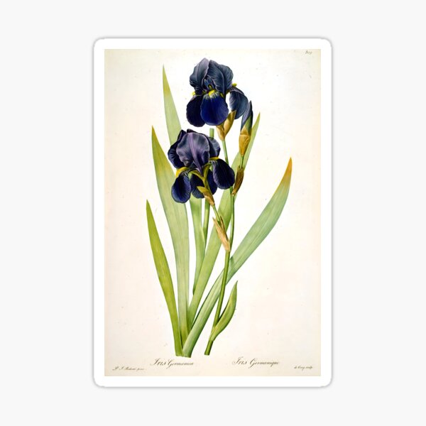 Item preview, Pierre Joseph Redoute - Flor de iris germánica designed and sold by Jon-Baran.