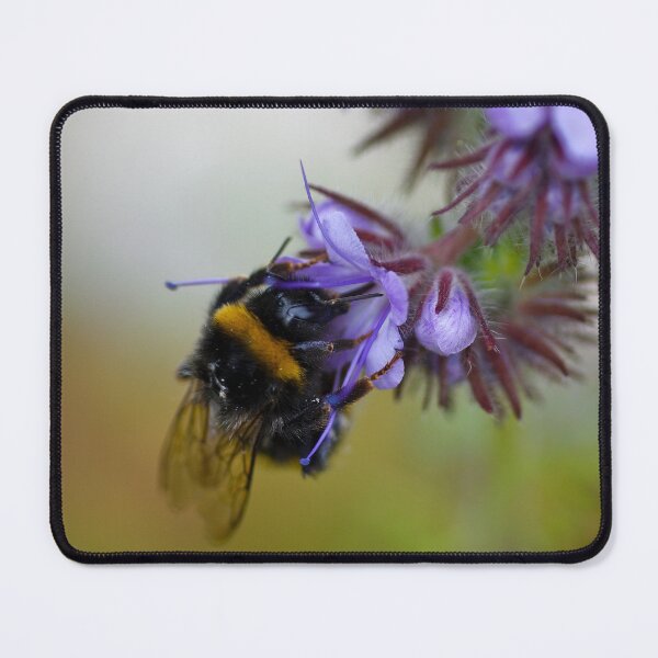 Item preview, Bee on a Blue Tansy designed and sold by JeanKellyPhoto.