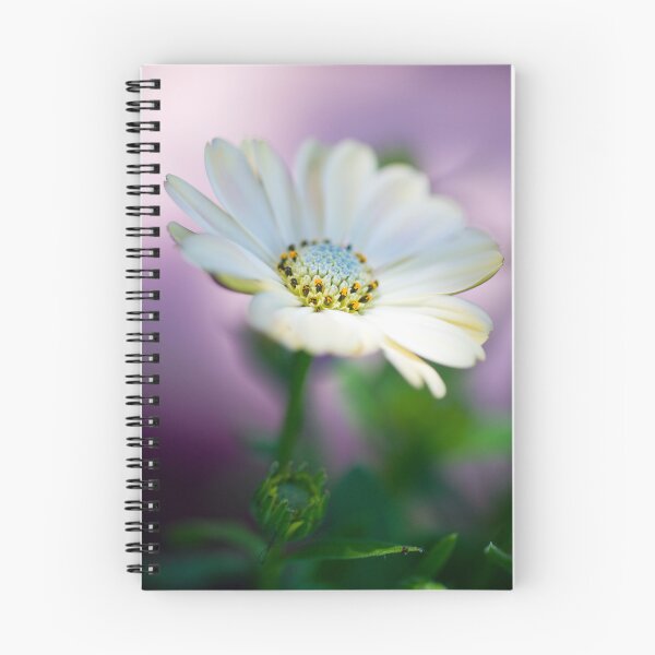 Item preview, African Daisy designed and sold by JeanKellyPhoto.