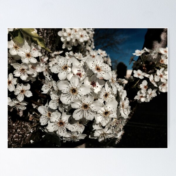 Item preview, White Blossom designed and sold by Yinfinity Visuals.