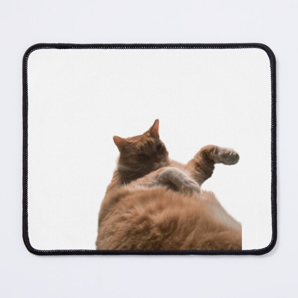 Item preview, Confused kitty designed and sold by Photographer Steve.
