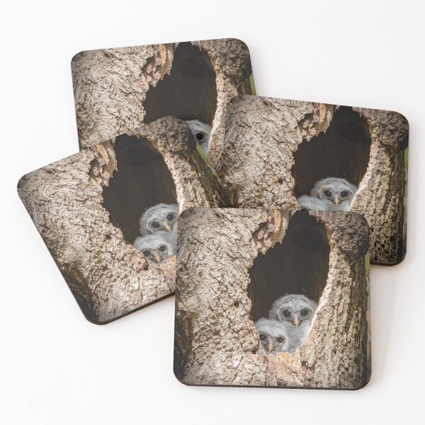 Item preview, Baby barred owlets peak out from their nest. designed and sold by Shannon Emmel .