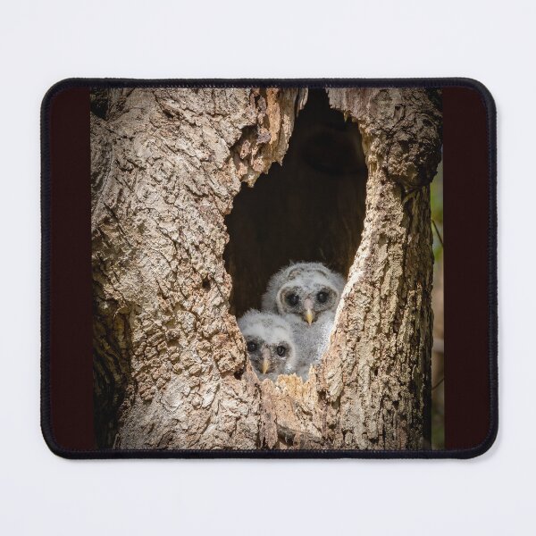 Item preview, Baby barred owlets peak out from their nest. designed and sold by Shannon Emmel .