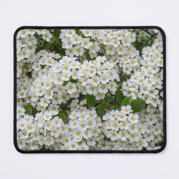 Item preview, Beautiful, Tiny, White Flower Clusters of a Bridal Wreath Spirea Bush designed and sold by LINDA MCKUSICK.