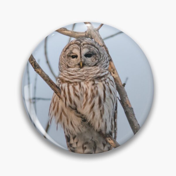 Item preview, Barred Owl Perched on a branch ~ Strix Varia designed and sold by Roxane Bay.