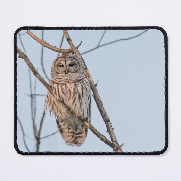 Item preview, Barred Owl Perched on a branch ~ Strix Varia designed and sold by Roxane Bay.