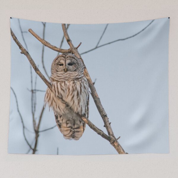 Item preview, Barred Owl Perched on a branch ~ Strix Varia designed and sold by Roxane Bay.
