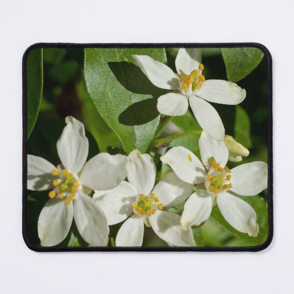 Item preview, Mexican Orange Blossom designed and sold by D-GaP.