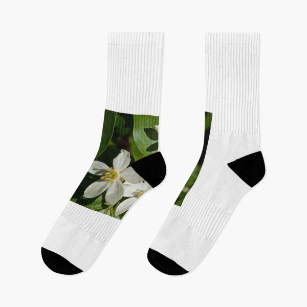Aperçu de l'œuvre Fleur d'oranger du Mexique créée et vendue par D-GaP.